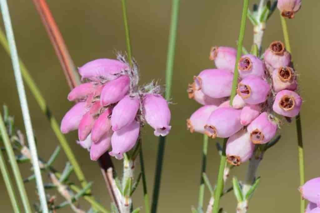 Erica tetralix