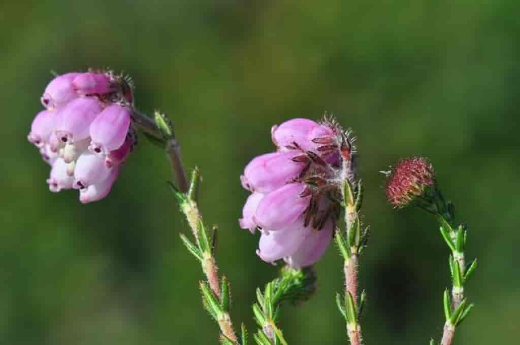 Erica tetralix