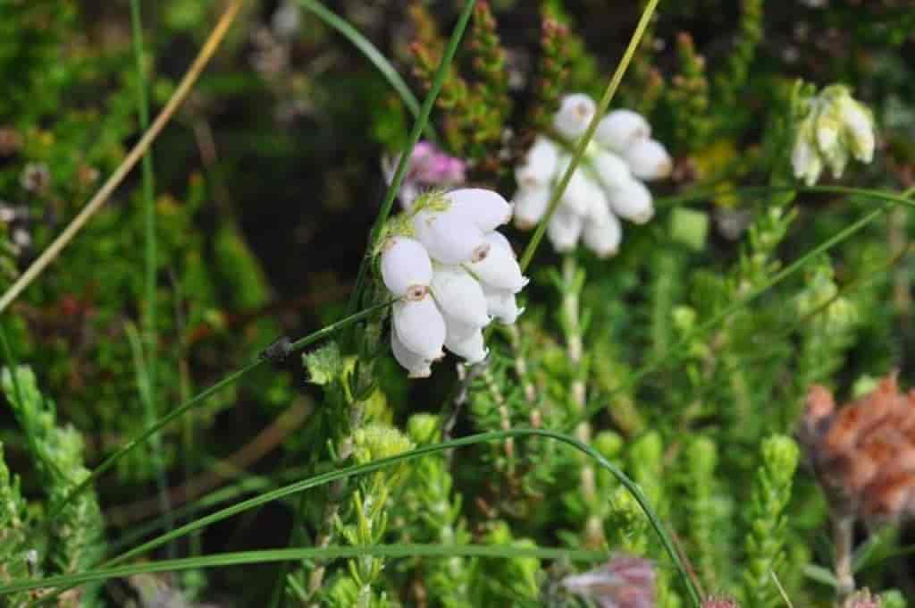 Erica tetralix