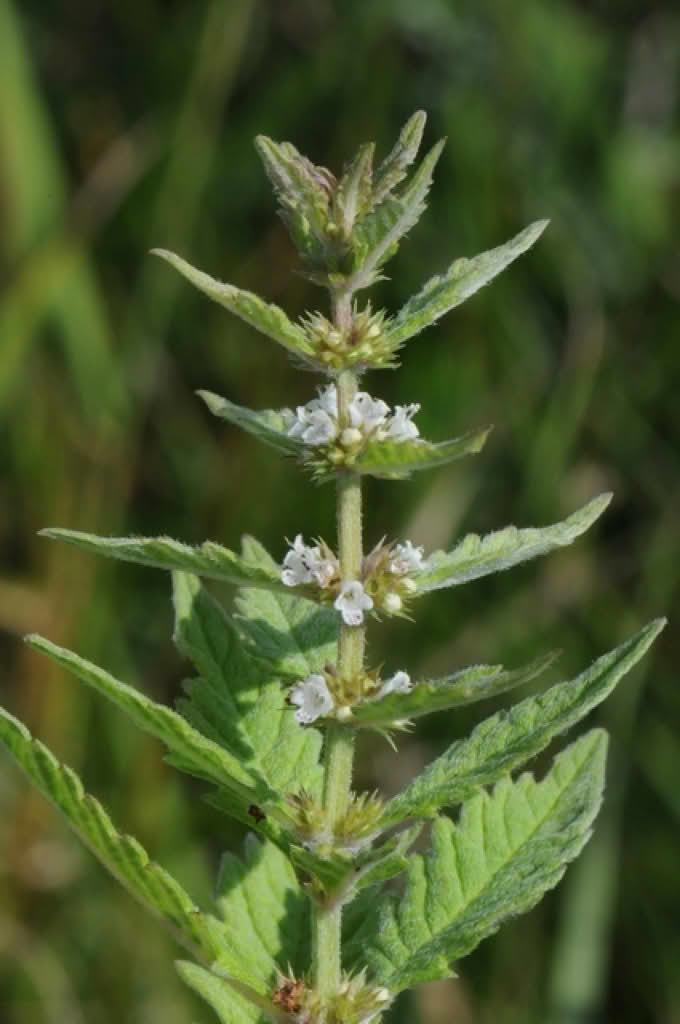 Lycopus europaeus