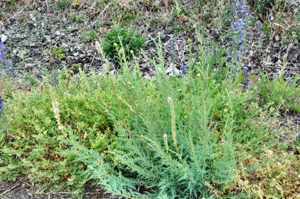 Myricaria germanica