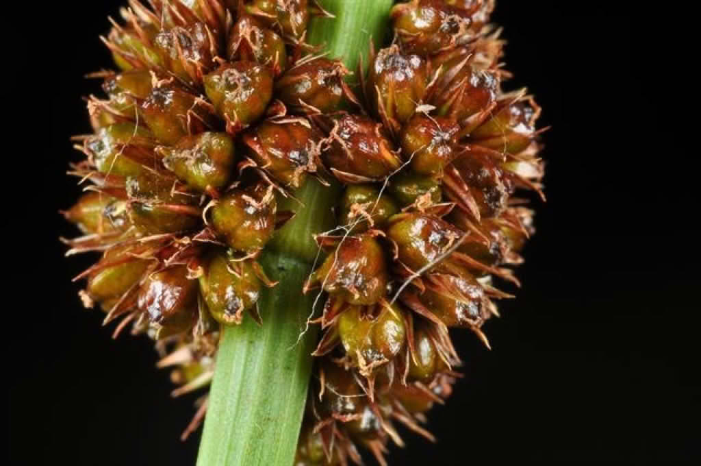Juncus conglomeratus