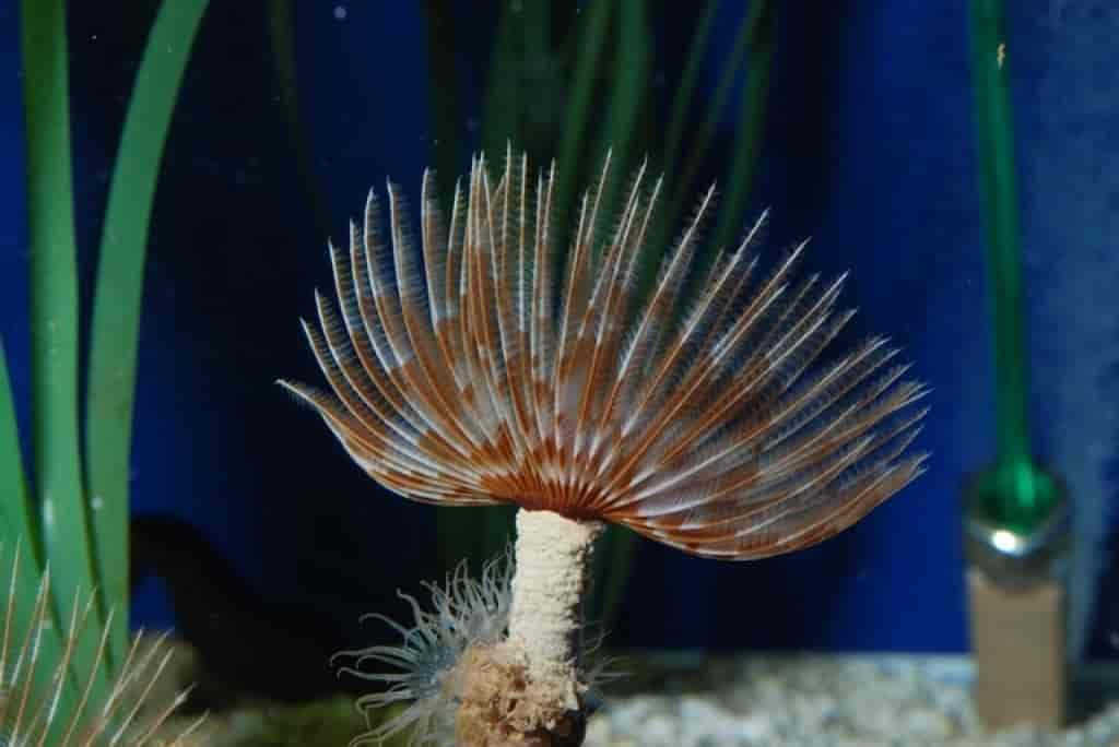 Anthozoa