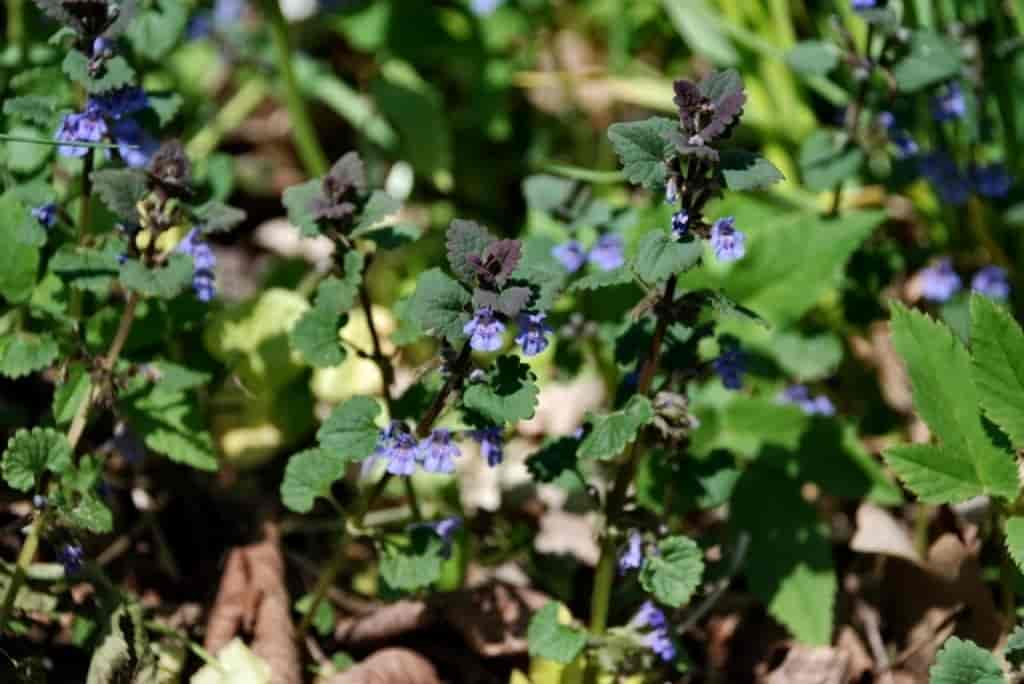 Glechoma hederacea