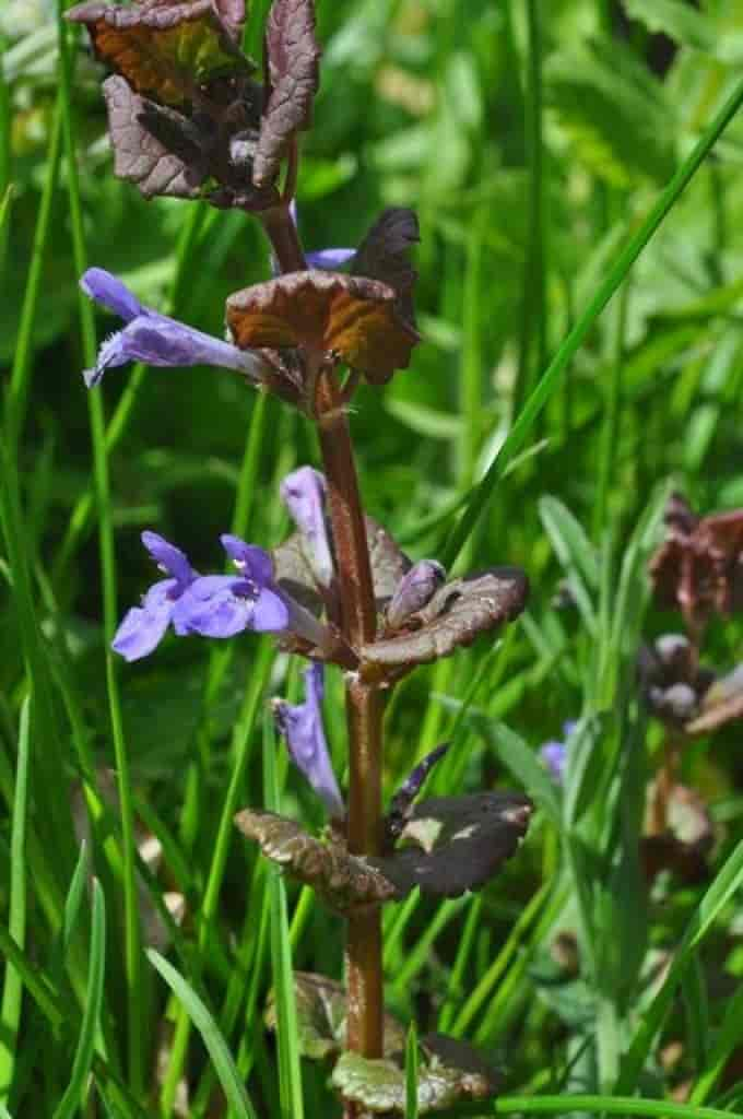 Glechoma hederacea