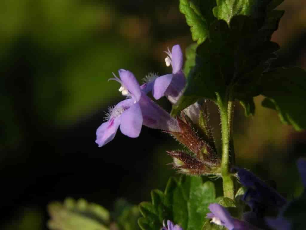 Glechoma hederacea