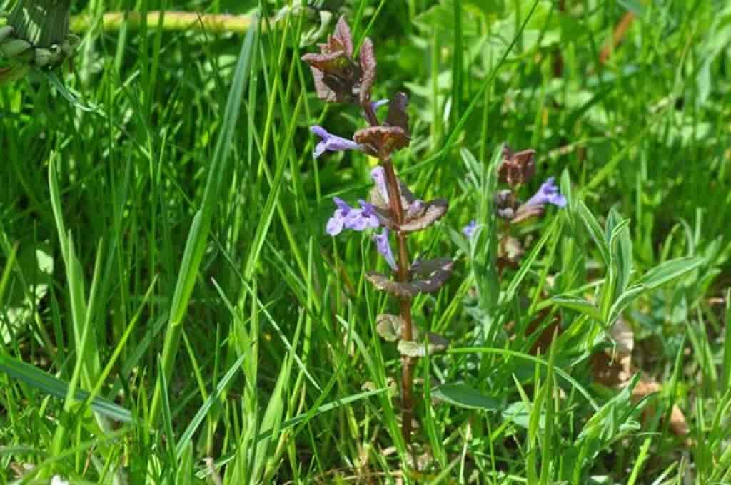 Glechoma hederacea