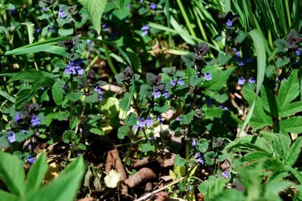 Glechoma hederacea