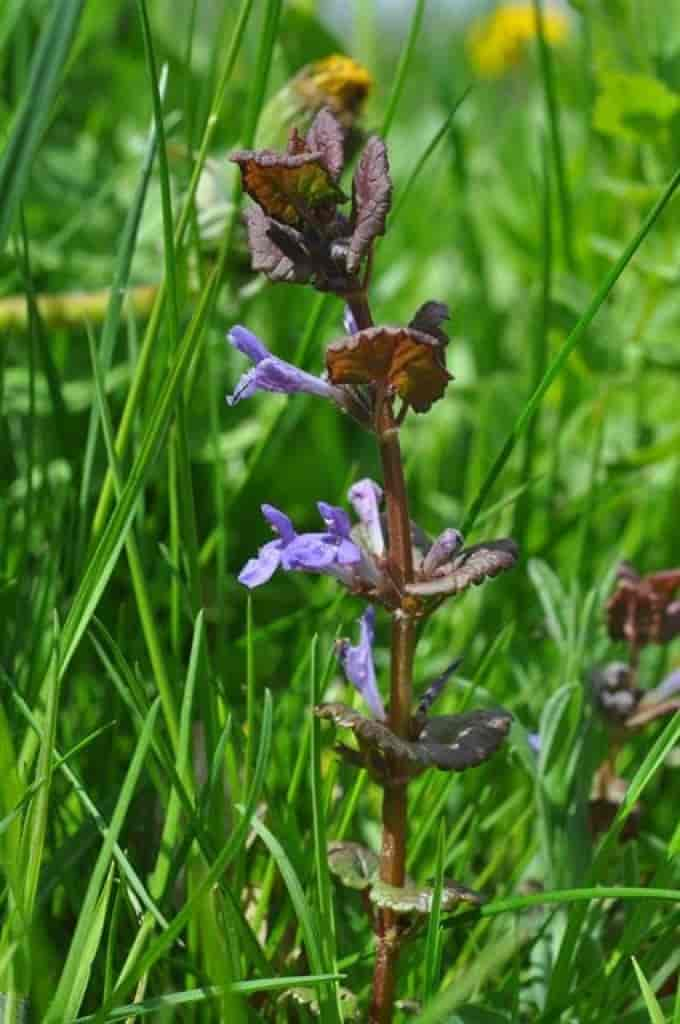 Glechoma hederacea