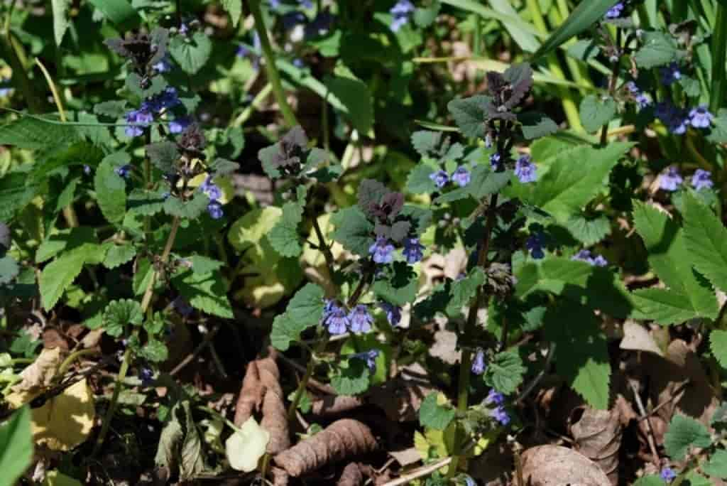 Glechoma hederacea