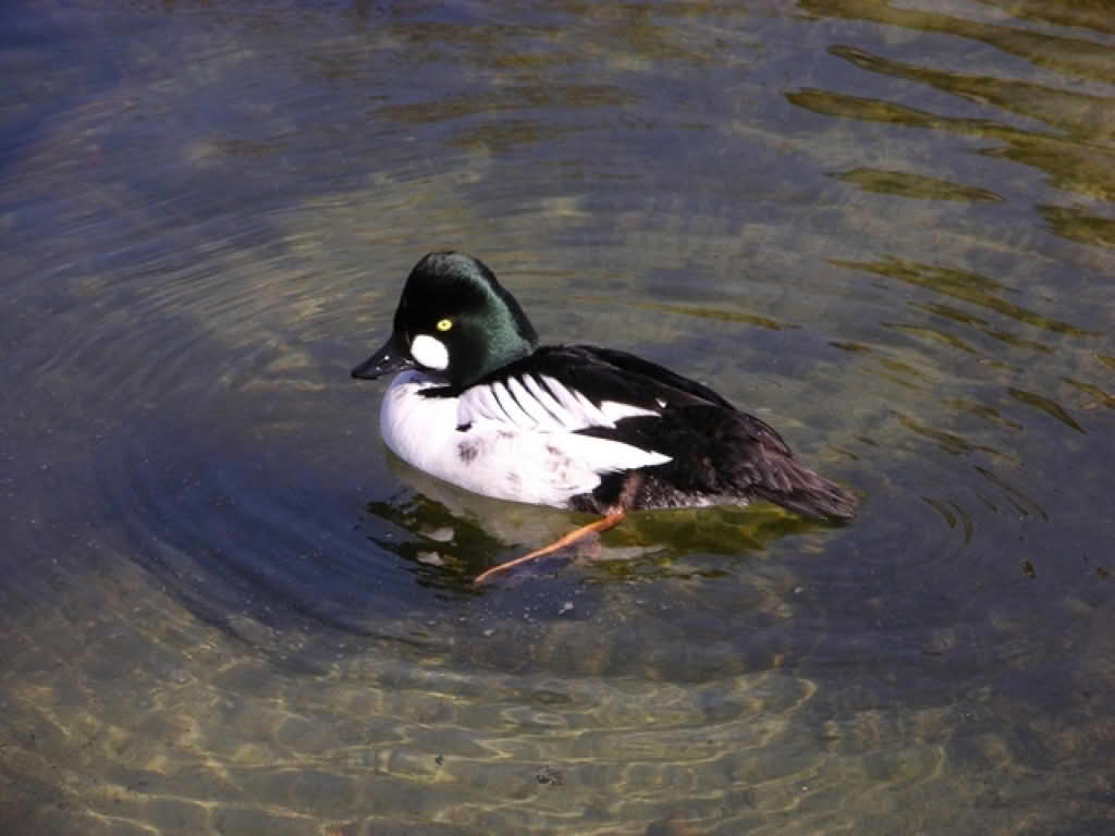 Bucephala clangula