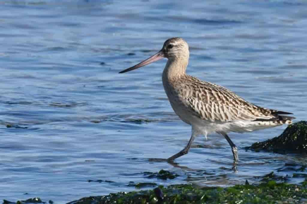 Limosa lapponica