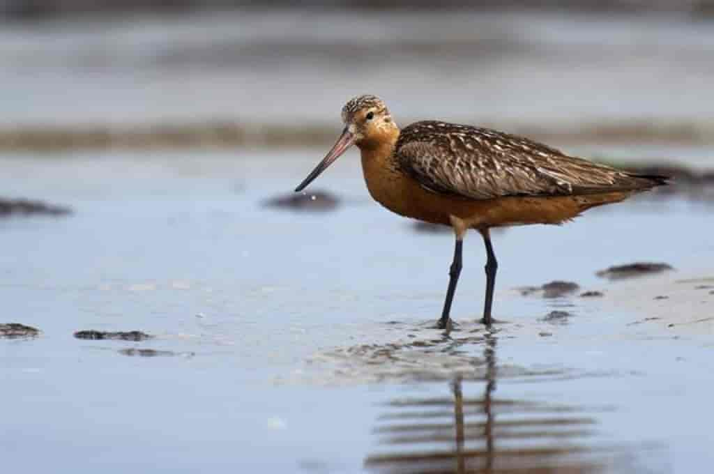 Limosa lapponica