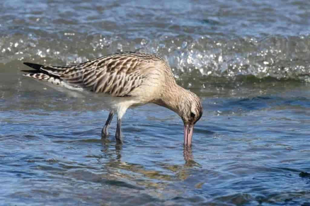 Limosa lapponica