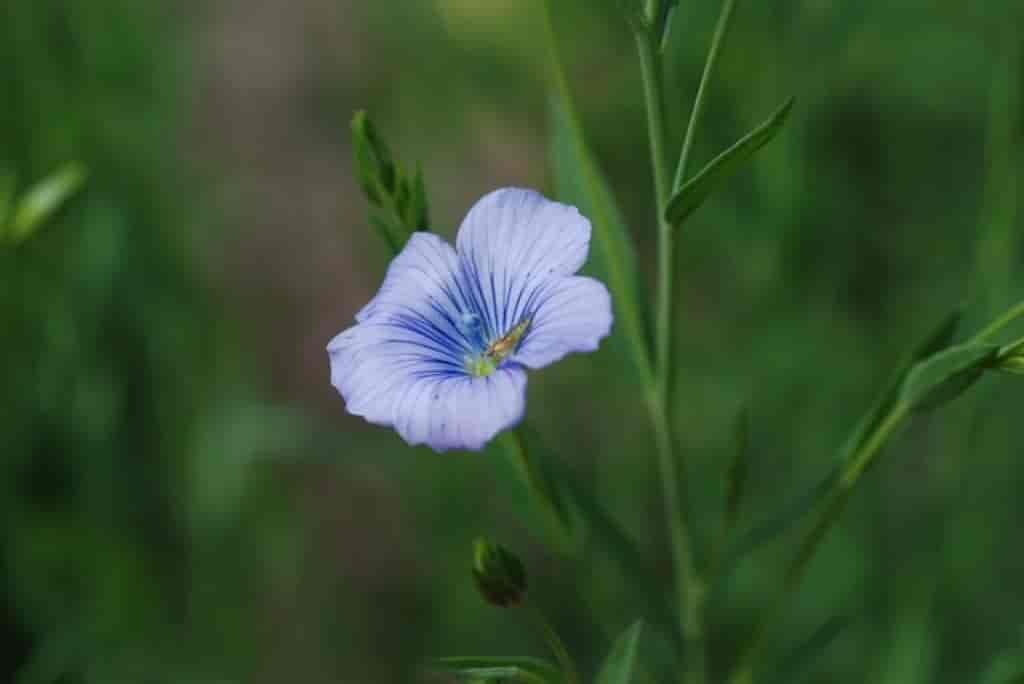 Linum usitatissimum