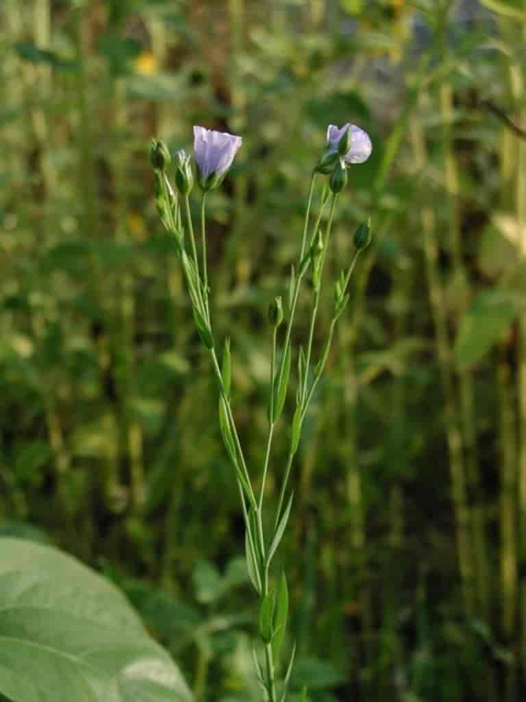 Linum usitatissimum