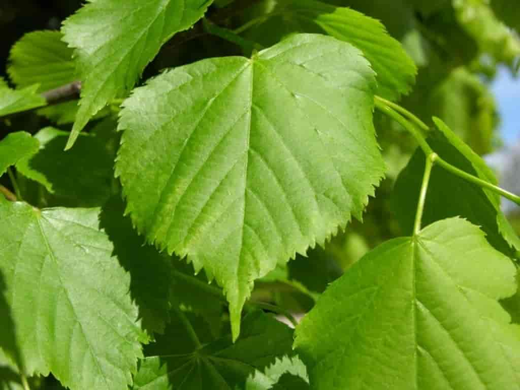 Tilia cordata