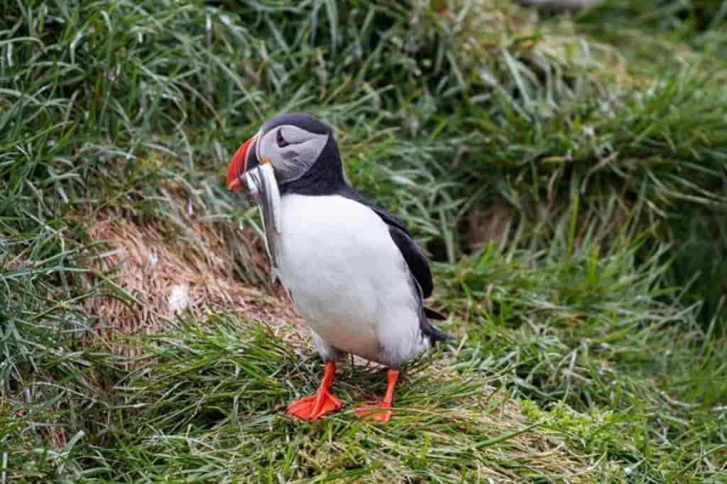 Fratercula arctica