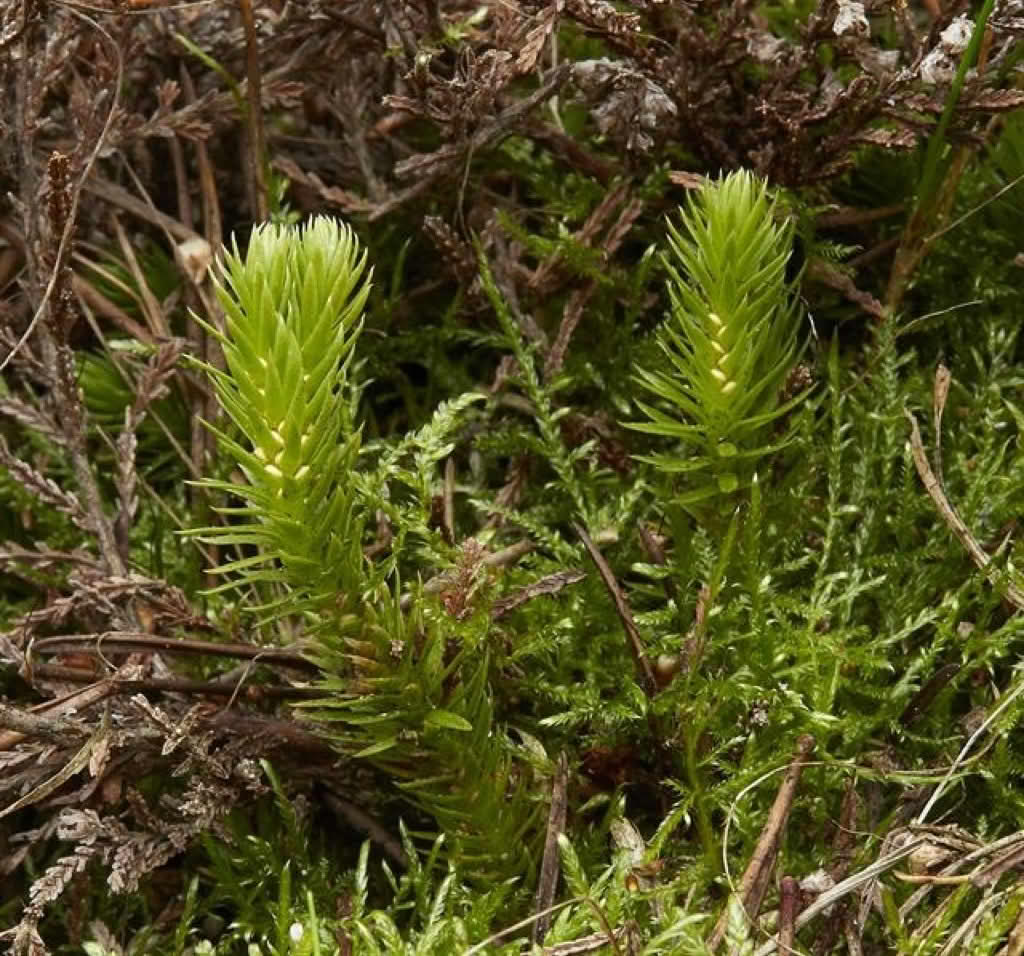 Huperzia selago