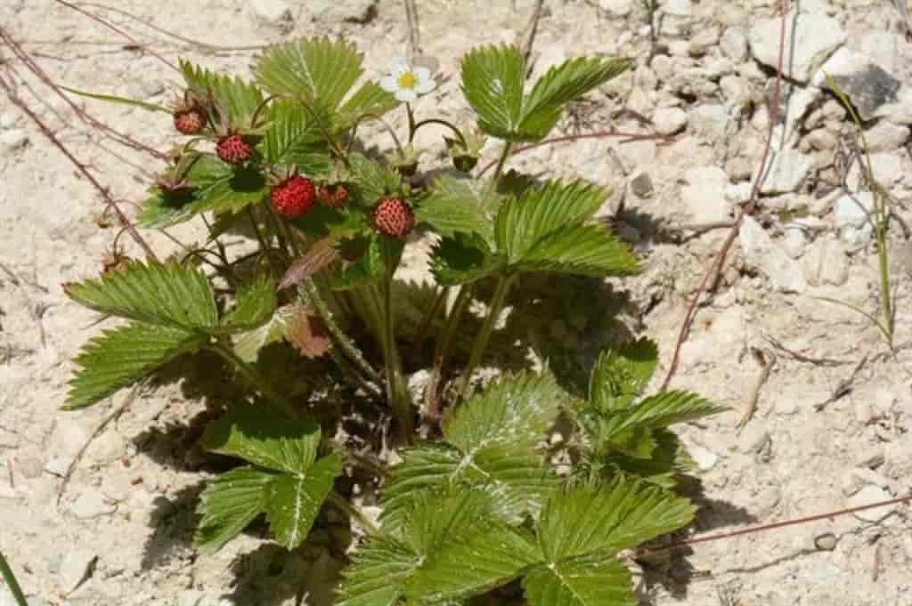 Fragaria vesca