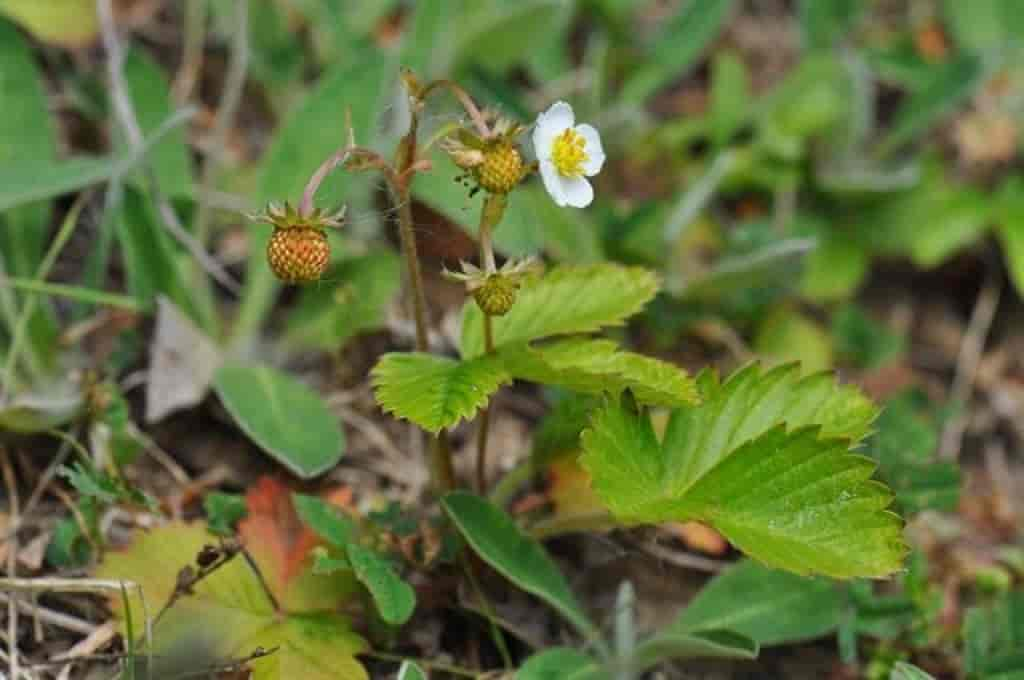 Fragaria vesca