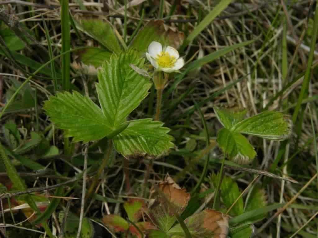 Fragaria vesca