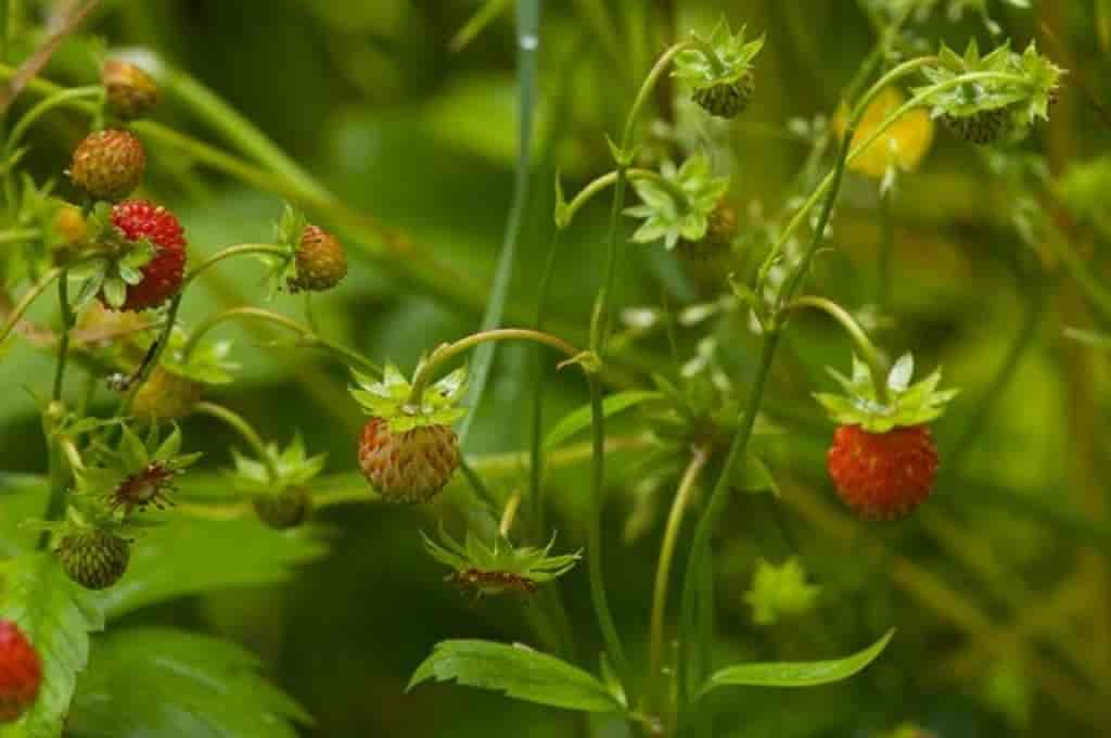 Fragaria vesca