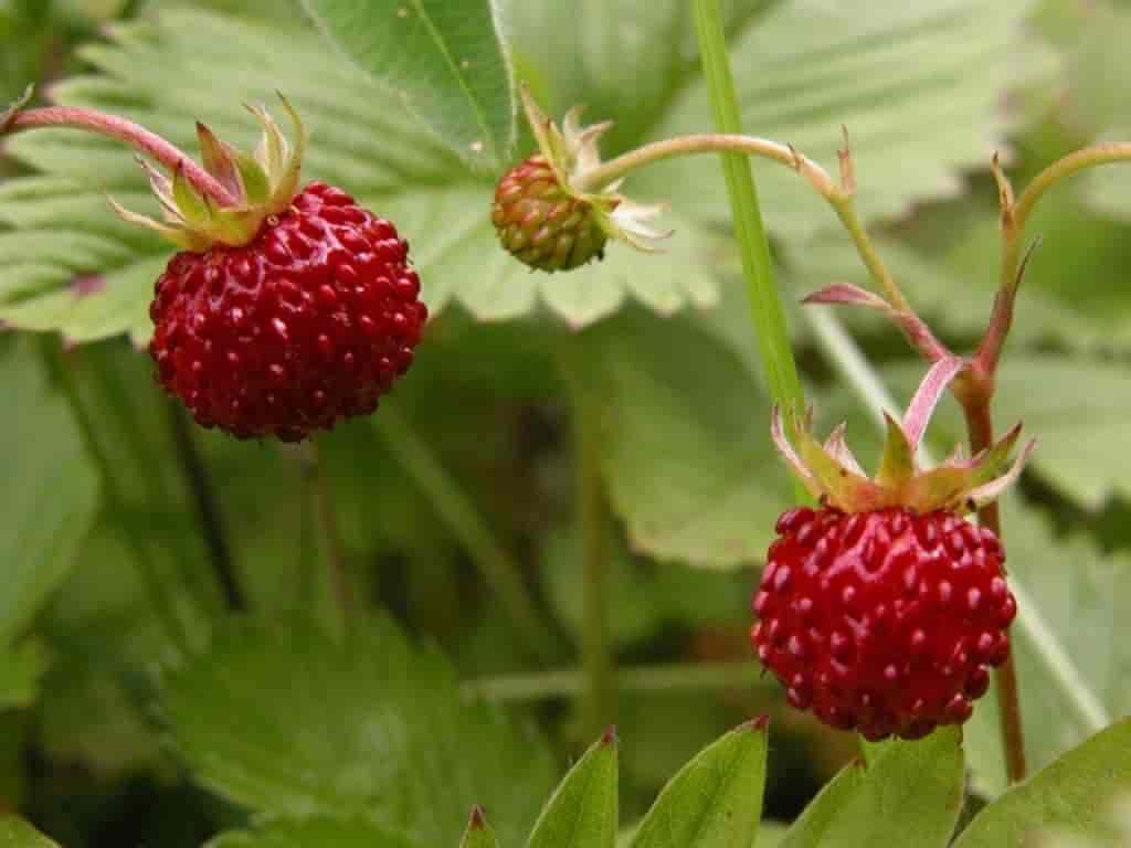 Fragaria vesca