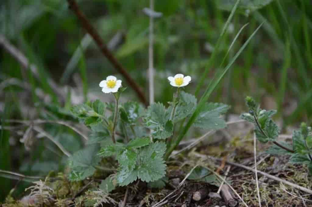 Fragaria vesca