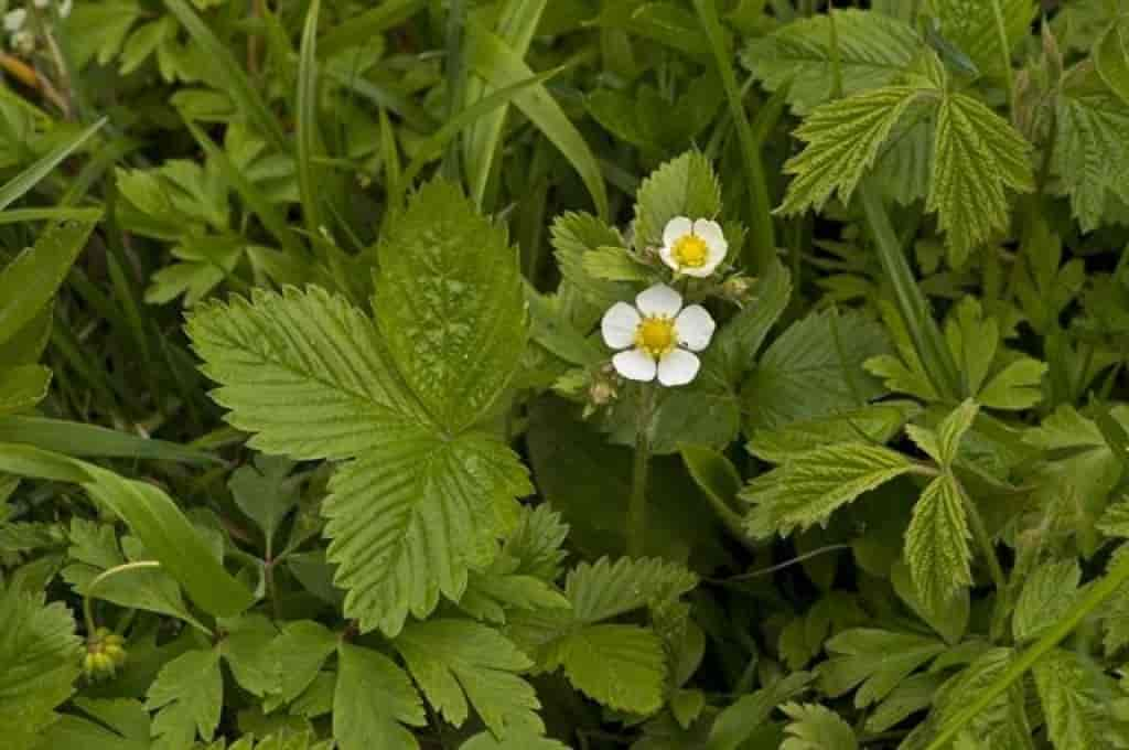 Fragaria vesca