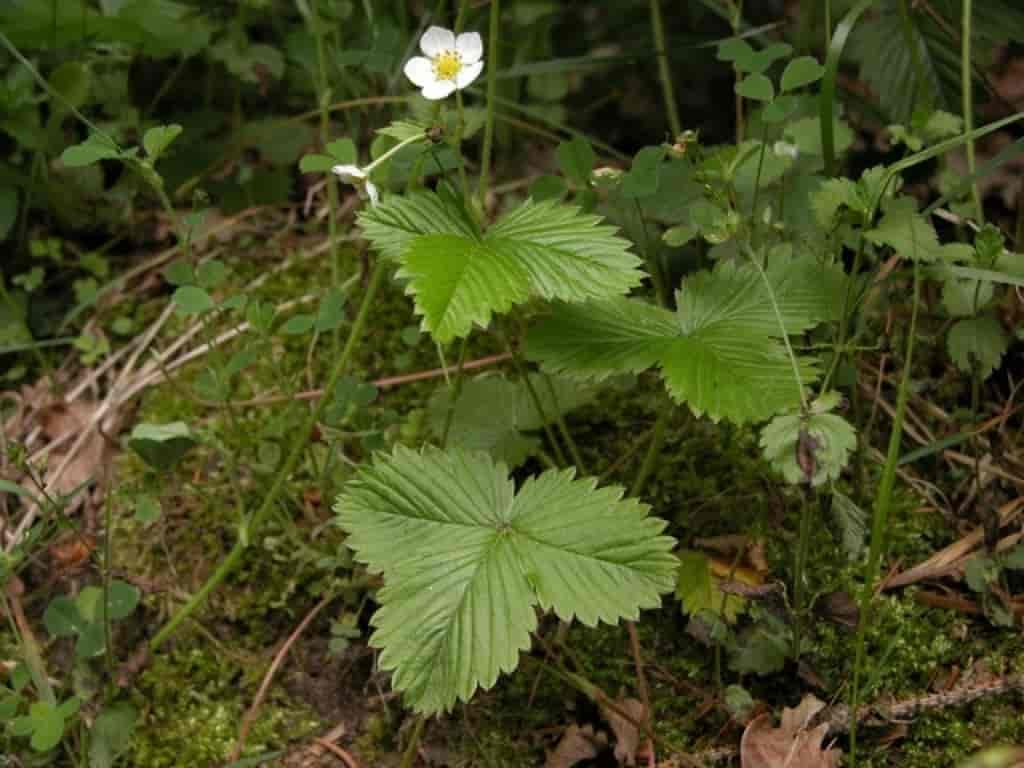 Fragaria vesca