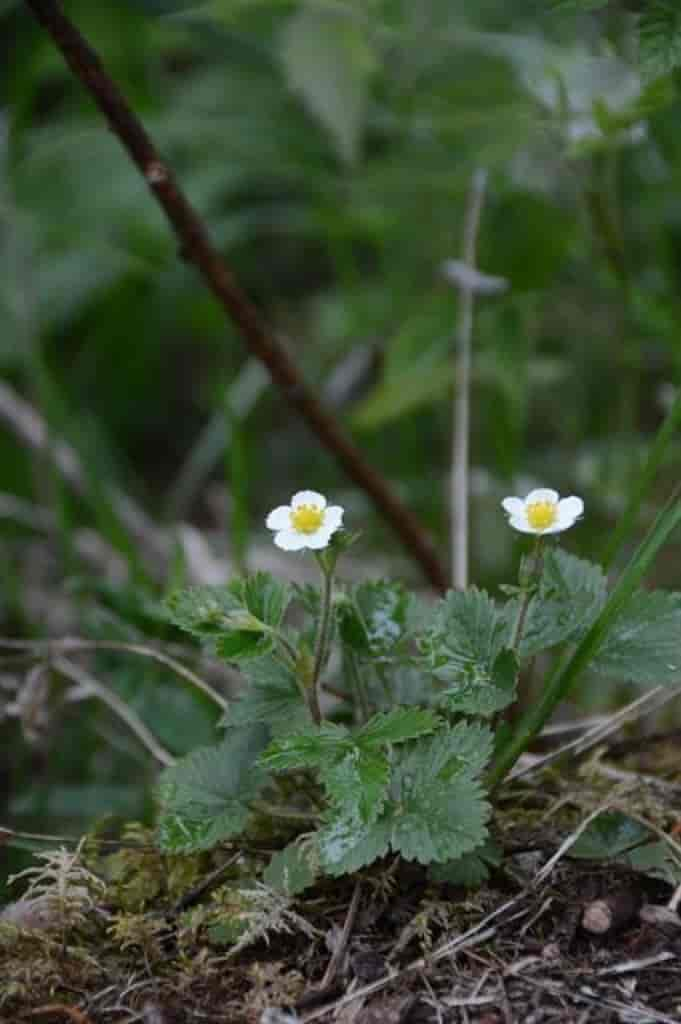 Fragaria vesca