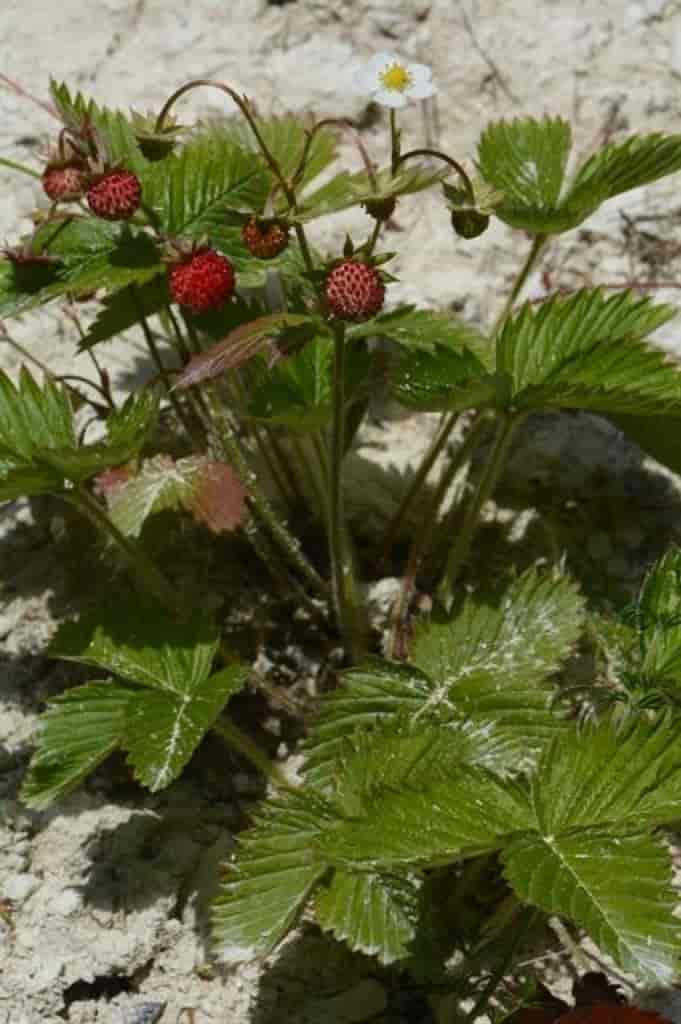 Fragaria vesca