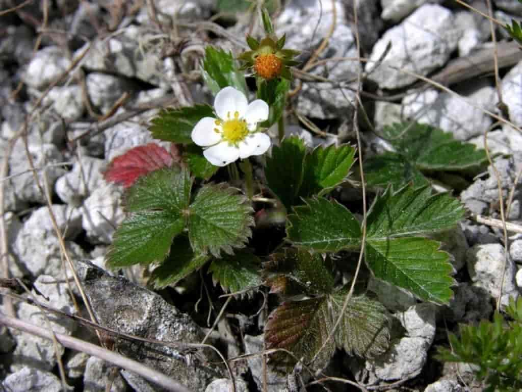 Fragaria vesca