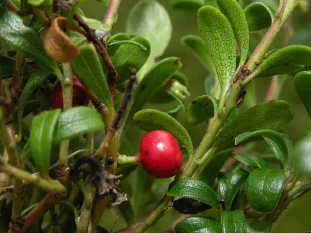 Arctostaphylos uva-ursi