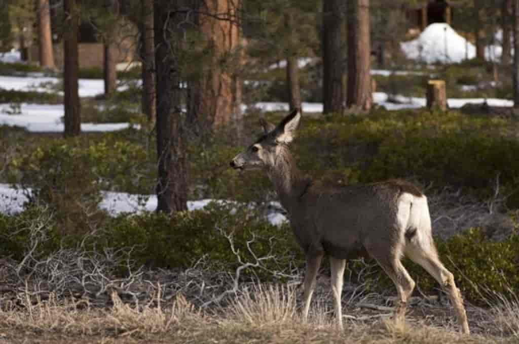 Odocoileus hemionus