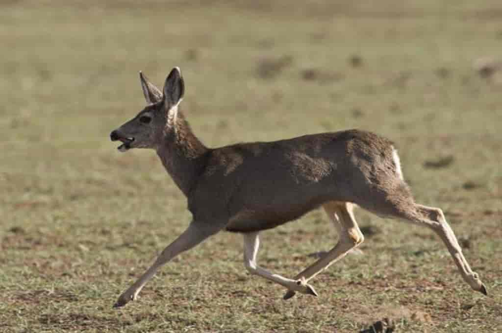 Odocoileus hemionus