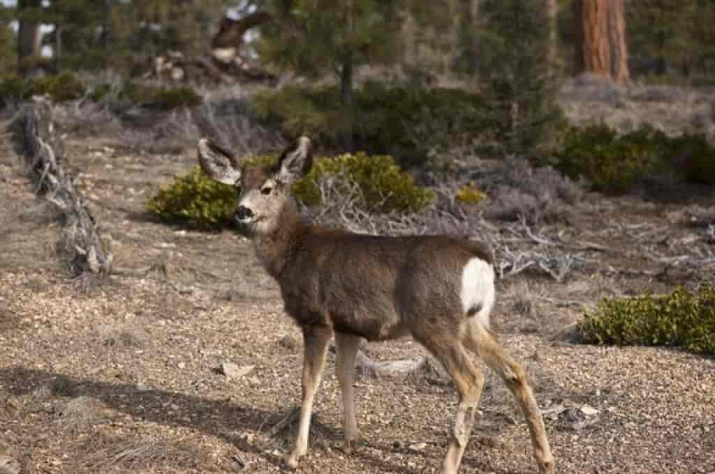 Odocoileus hemionus