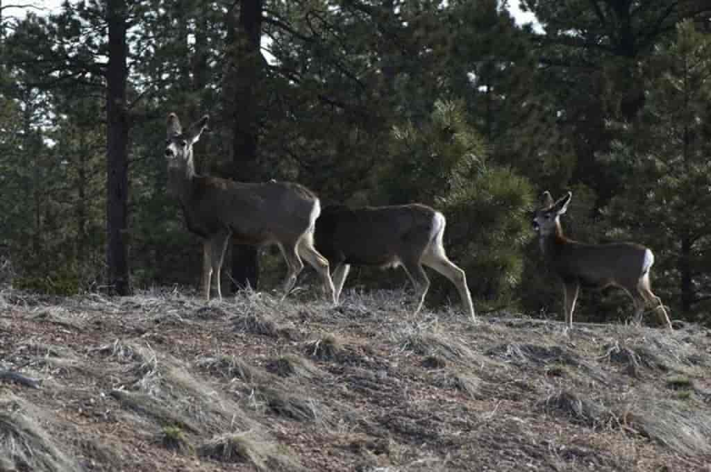 Odocoileus hemionus