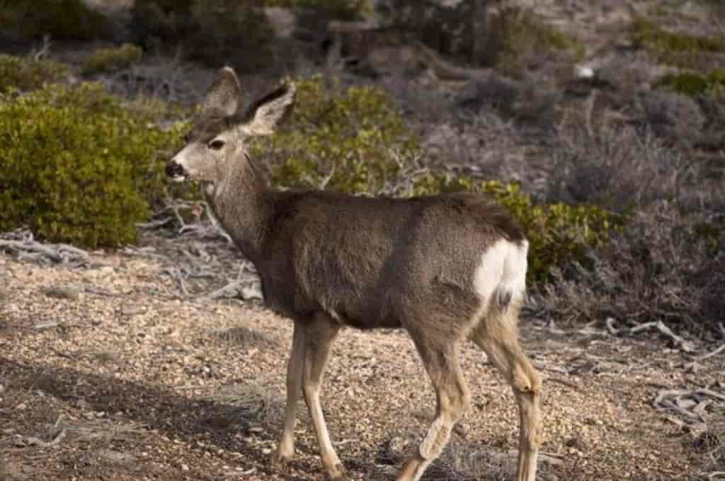 Odocoileus hemionus