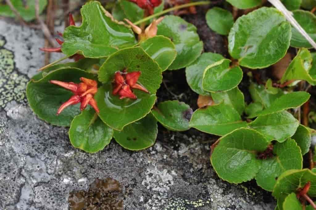 Salix herbacea