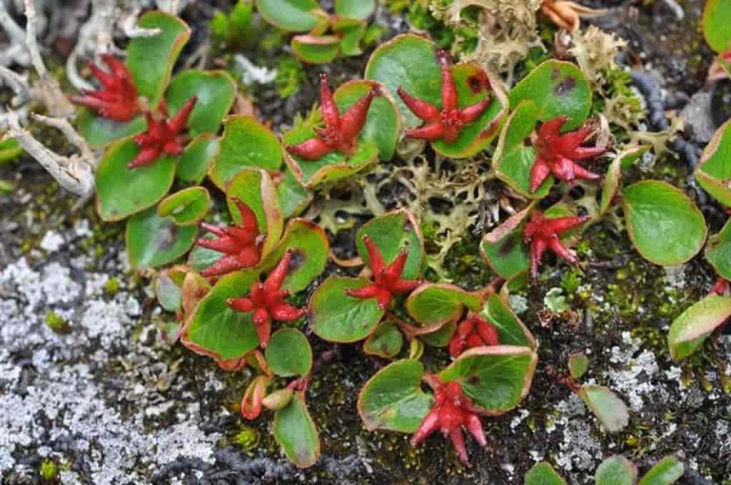 Salix herbacea