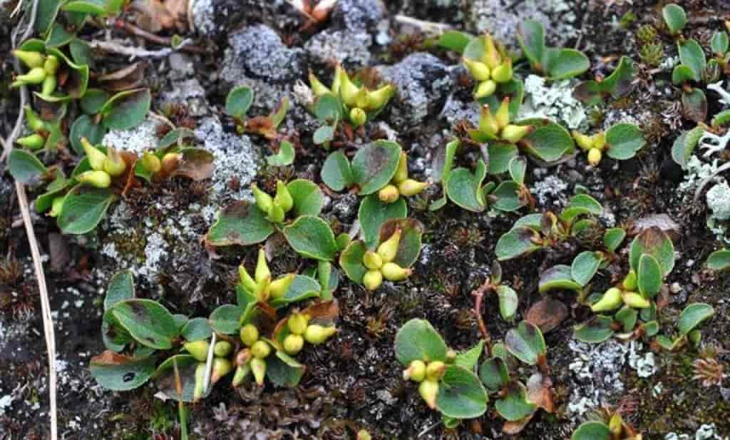 Salix herbacea