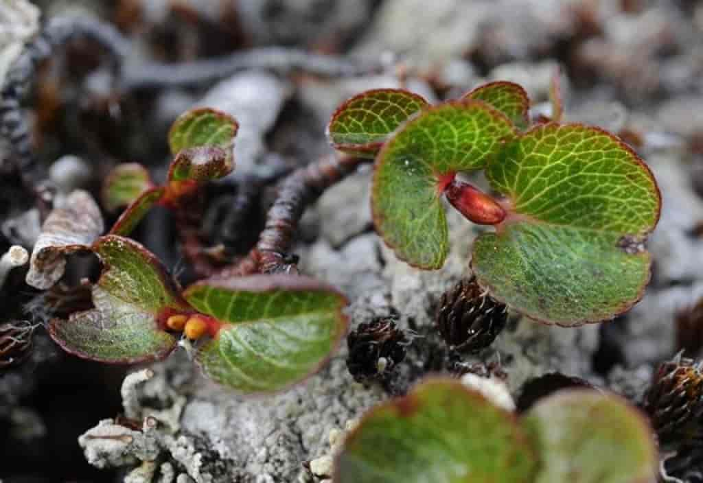 Salix herbacea