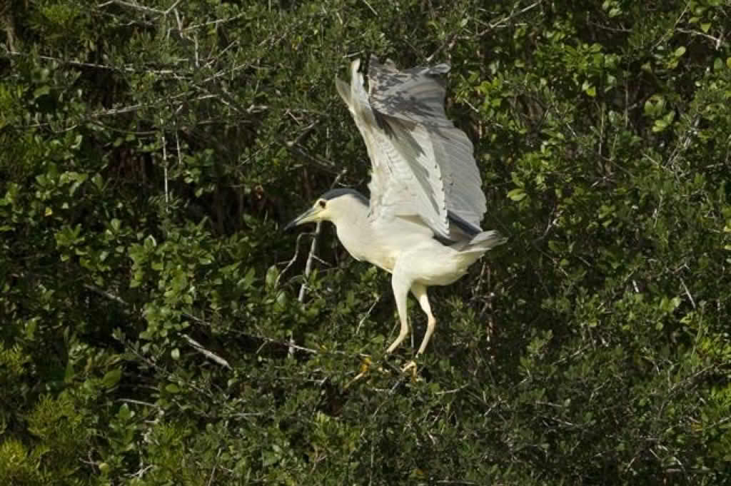 Nycticorax nycticorax