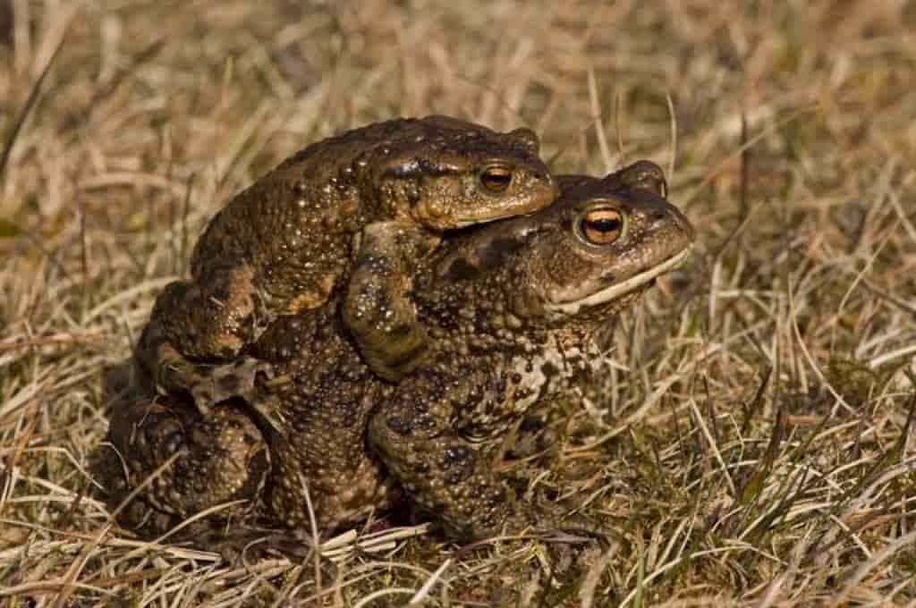 Bufo bufo