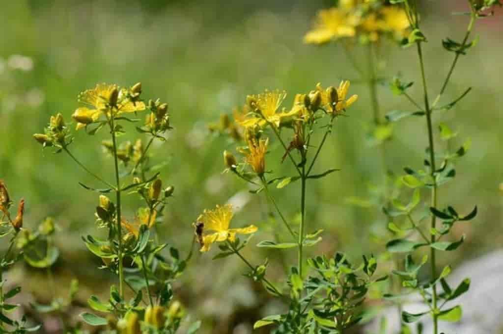 Hypericum perforatum