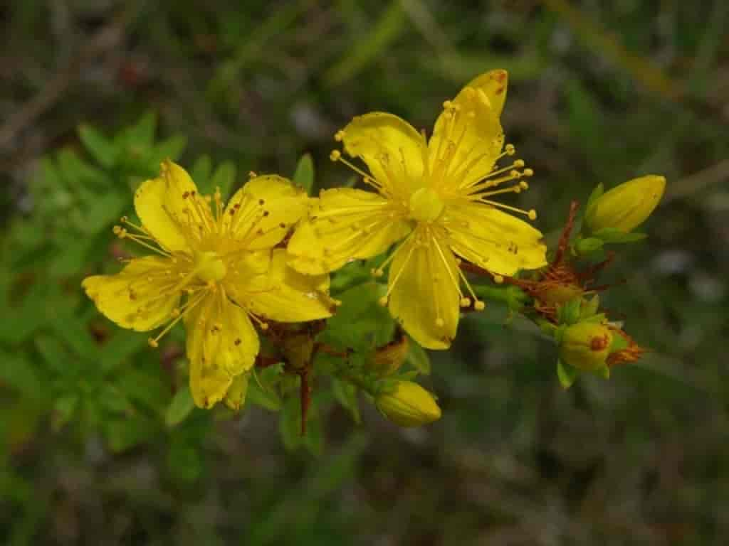 Hypericum perforatum