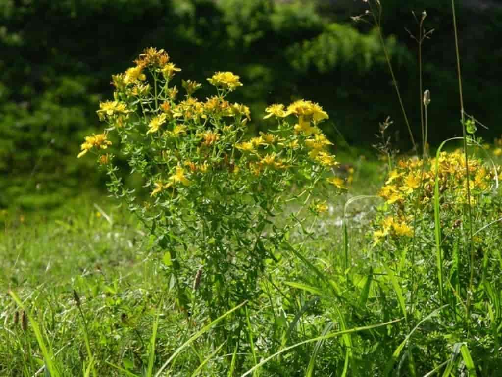 Hypericum perforatum