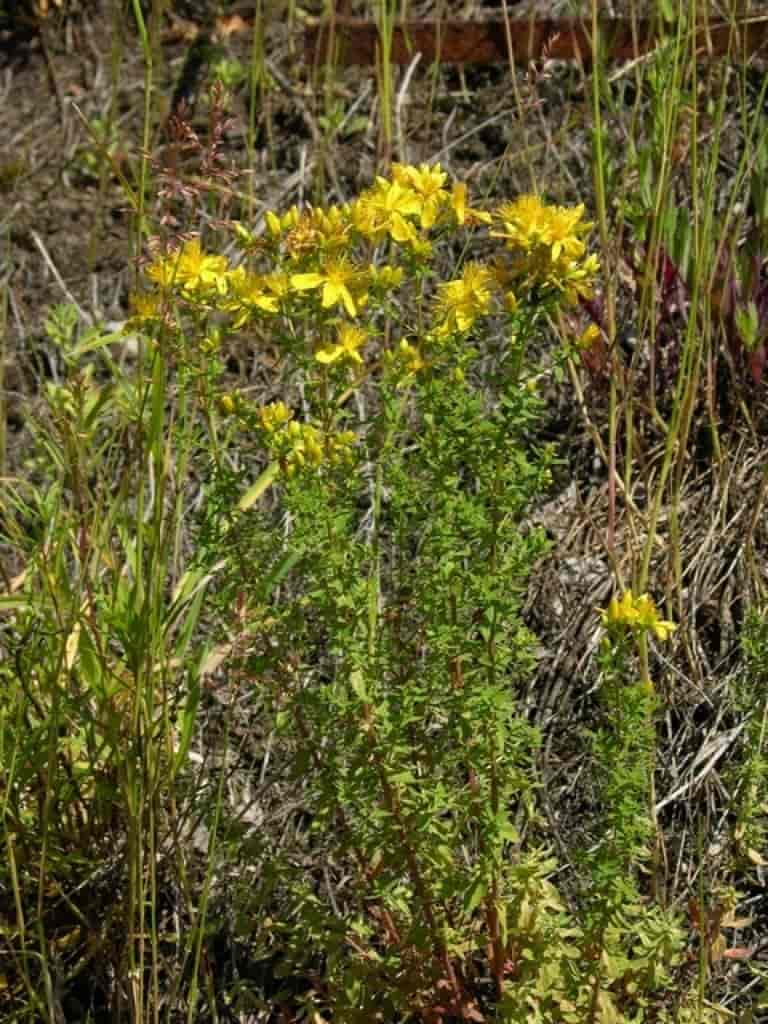 Hypericum perforatum